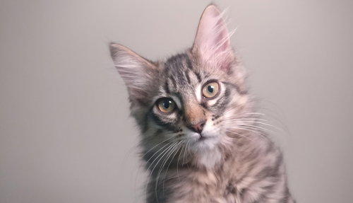 pixel