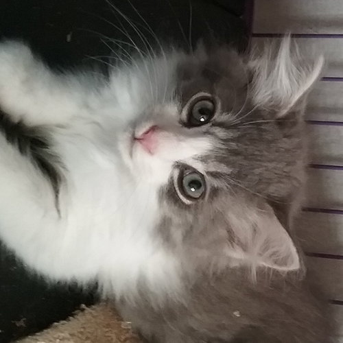Porthos