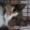 Athos