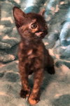 cleo