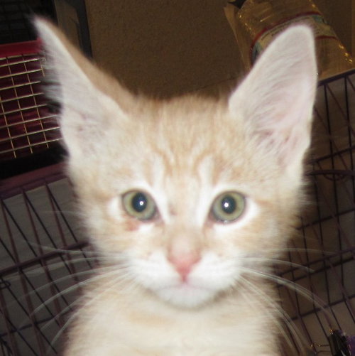 Cinnamon