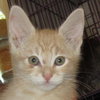 Cinnamon