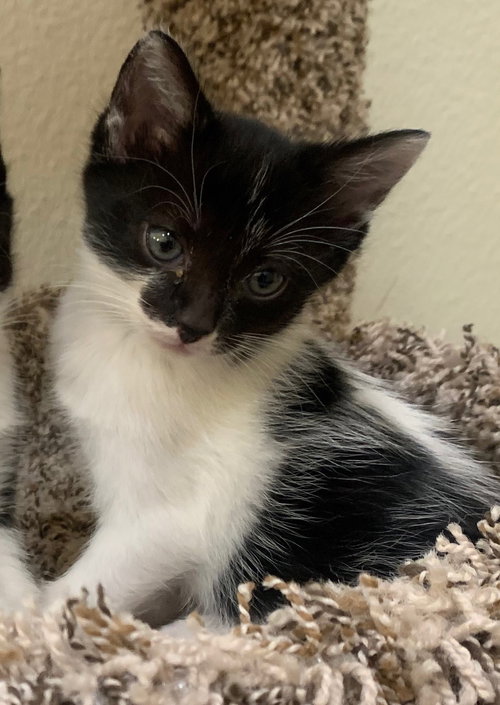 chloe