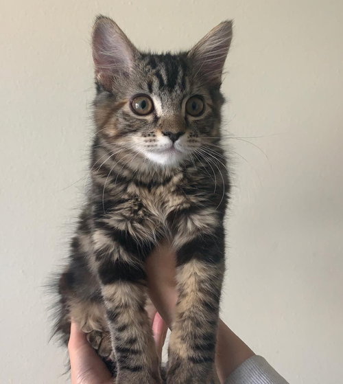 Suki