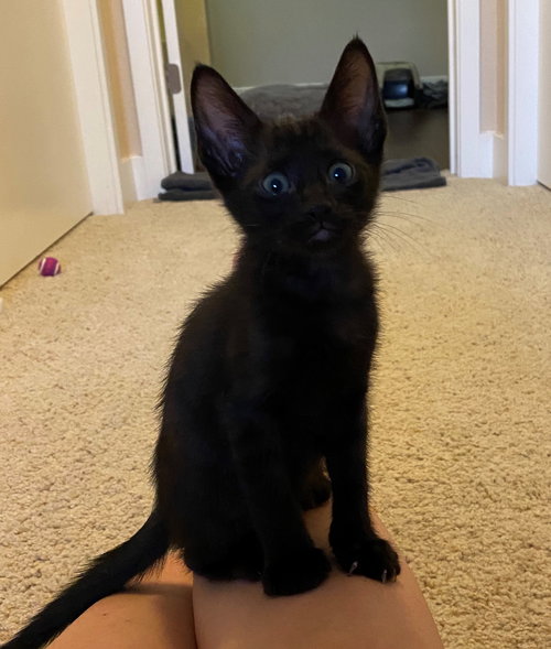 sumi