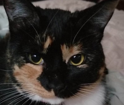 Cleo