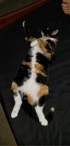 Cleo