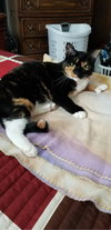 Cleo