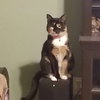 Cleo