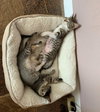 possum