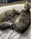 Penny and Leonard