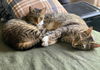 Penny and Leonard