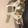 Sophie