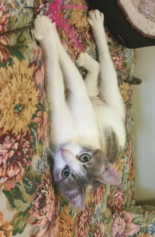 Sophie