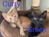 curry