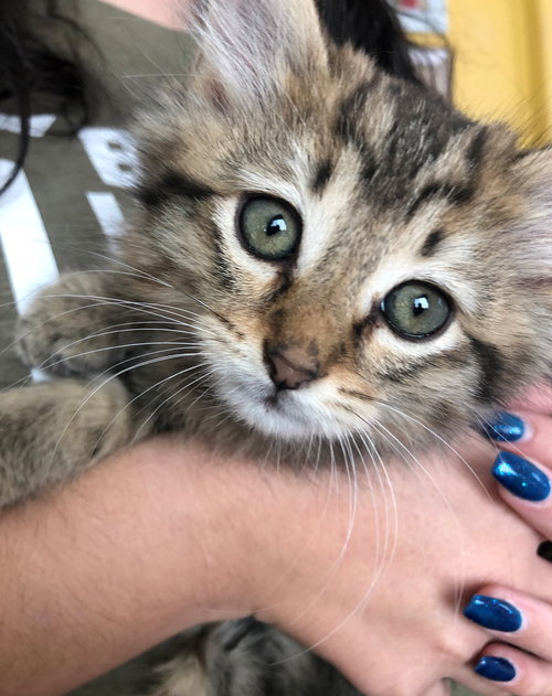 cinnamon