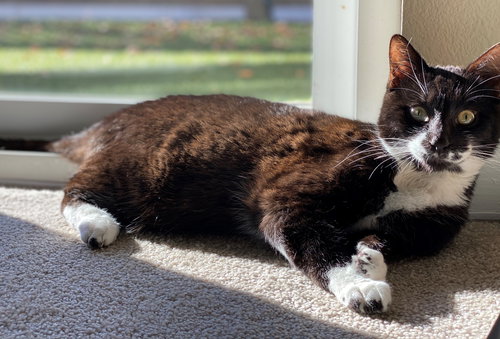 sox