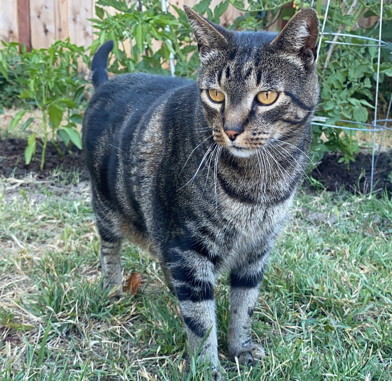 adoptable Cat in San Jose, CA named Butterfly