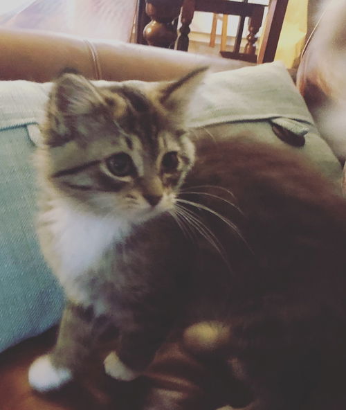 leia