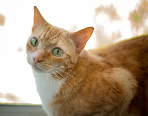 butters, Adult Tabby / Mixed (short coat), cat for adoption in Hayward, California
