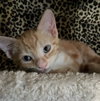 chobi