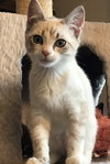 piper