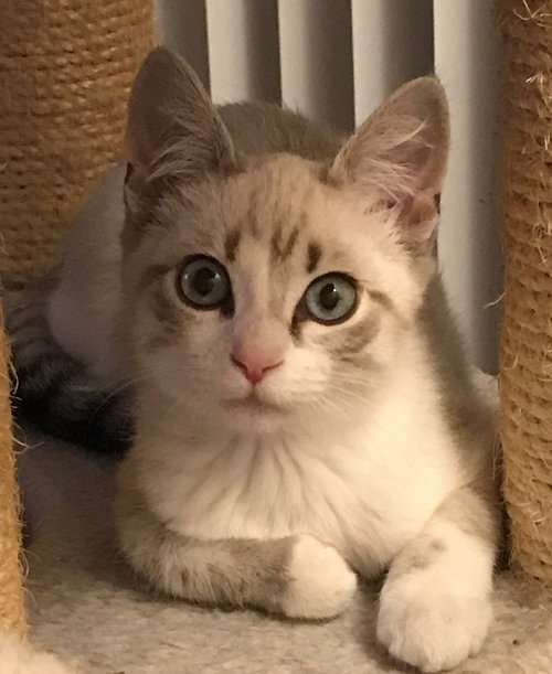 piper