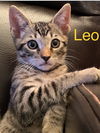 leo