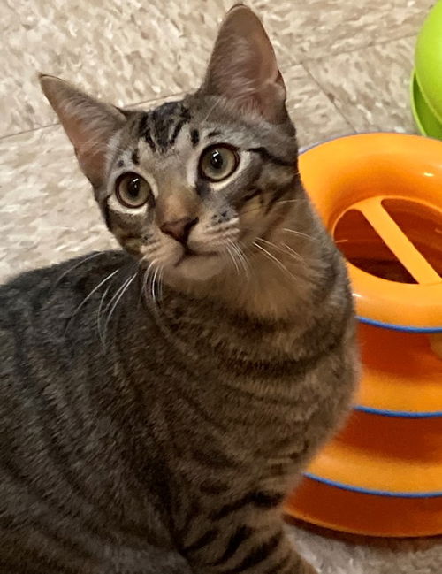 leo