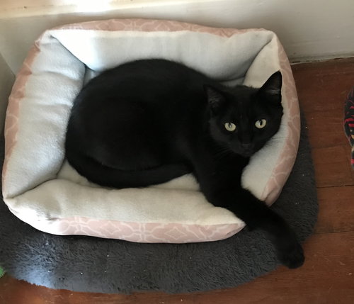 hugo