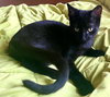 chassie