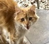 Sweet Boy Cat