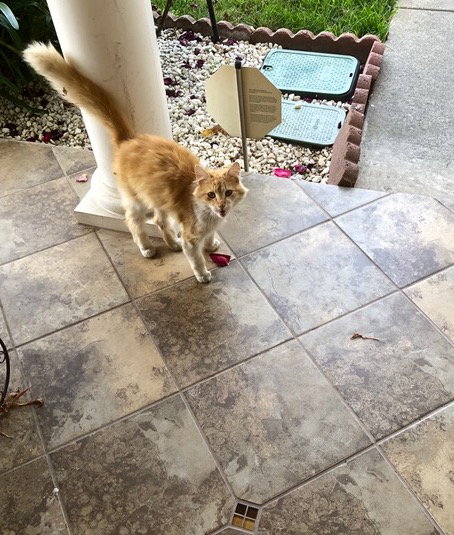 Sweet Boy Cat