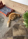 Sweet Boy Cat