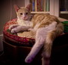 prince