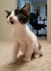 Pete
