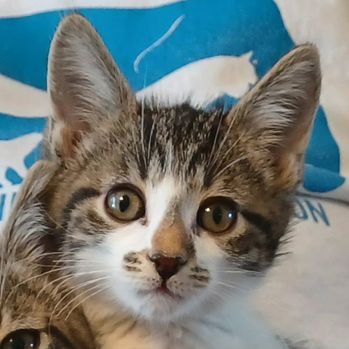 Sirius