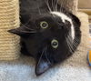 adoptable Cat in San Jose, CA named Onyx