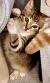 missy