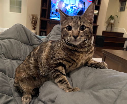 maya