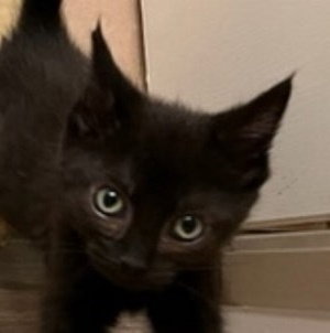 Cosmo