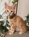 camilo