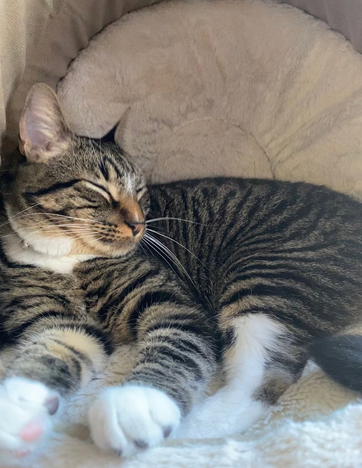 Chester | 13th Street Cat Rescue | San Jose, CA
