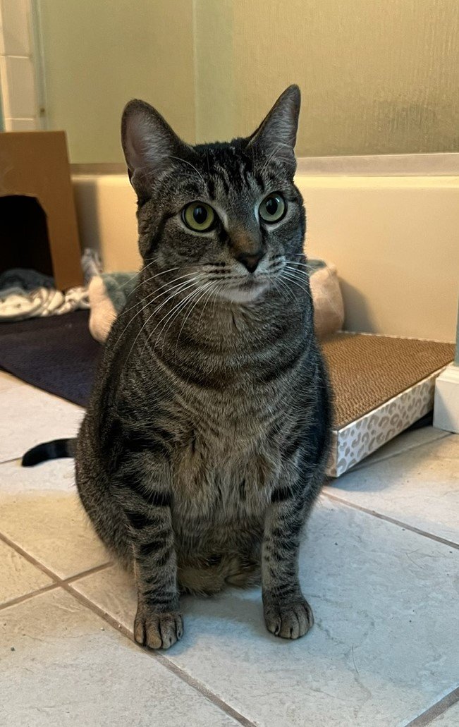 adoptable Cat in San Jose, CA named azure