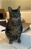 adoptable Cat in san jose, ca, CA named Azure