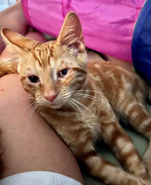 pepito