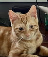pepito