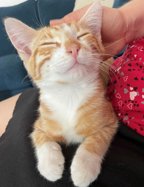 otto
