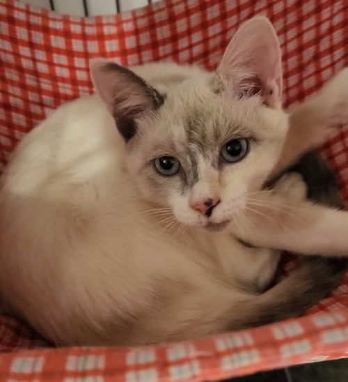 marshmallow