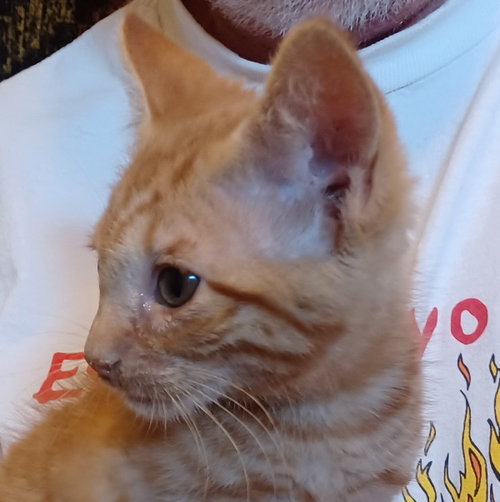 Cheddar